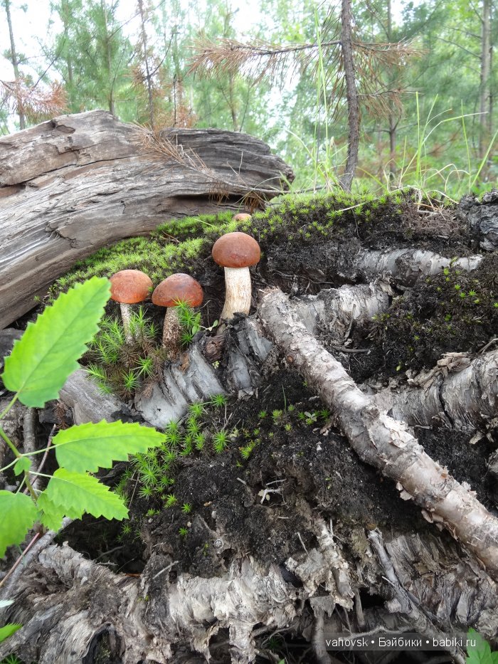 Волшебница Изумрудного города. Сказка-ремикс по повести А. Волкова. Часть 3