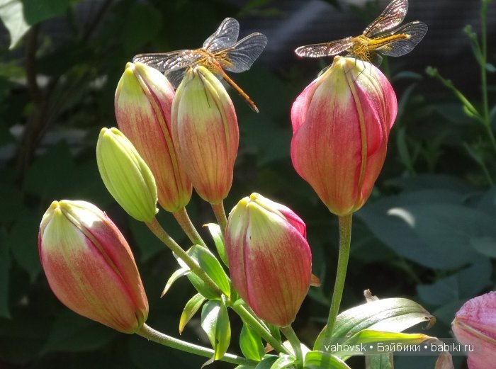 Волшебница Изумрудного города. Сказка-ремикс по повести А. Волкова. Часть 3