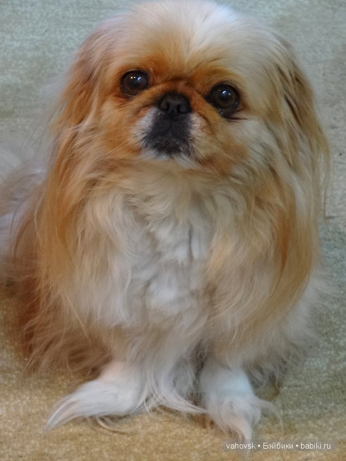 Крик души,или памяти моей собаки посвящаю (фото 9)