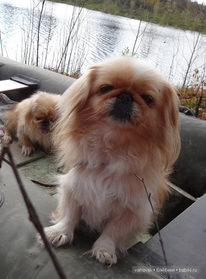 Крик души,или памяти моей собаки посвящаю