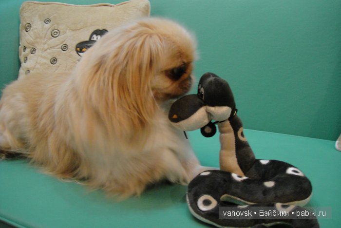 Крик души,или памяти моей собаки посвящаю