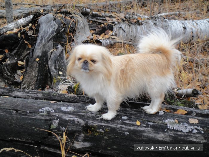 Крик души,или памяти моей собаки посвящаю