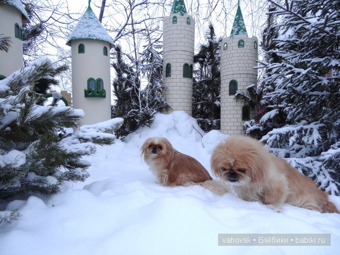 Крик души,или памяти моей собаки посвящаю