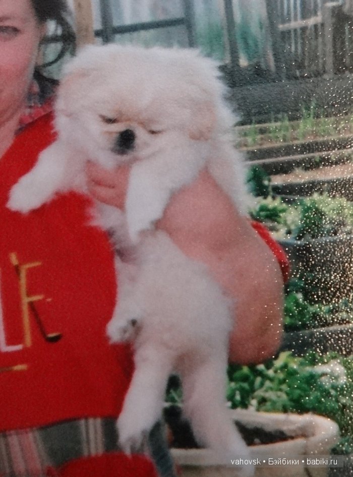 Крик души,или памяти моей собаки посвящаю (фото 2)