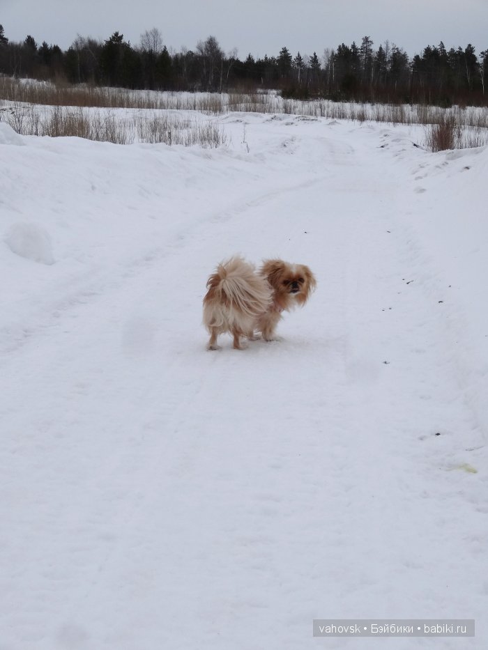 Крик души,или памяти моей собаки посвящаю