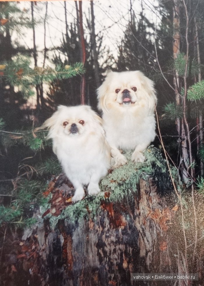 Крик души,или памяти моей собаки посвящаю (фото 6)