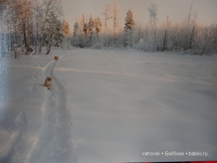 Крик души,или памяти моей собаки посвящаю (фото 5)