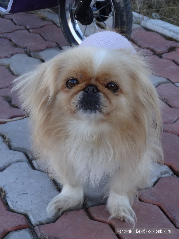 Крик души,или памяти моей собаки посвящаю