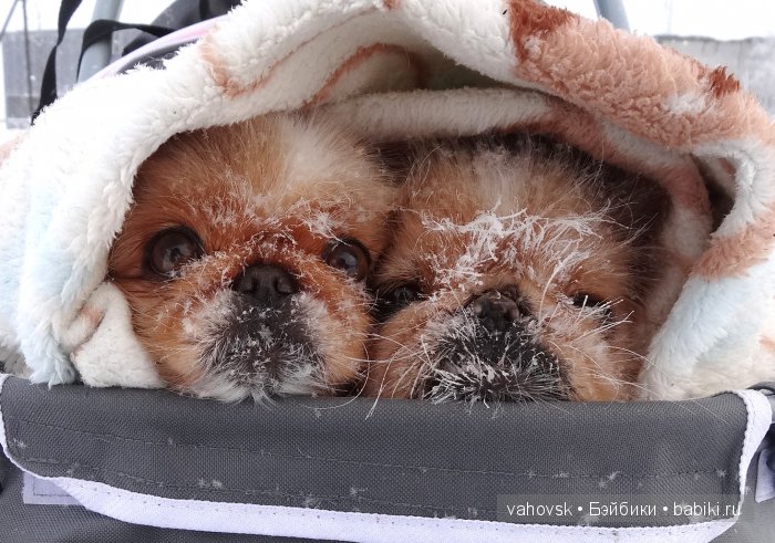 Крик души,или памяти моей собаки посвящаю