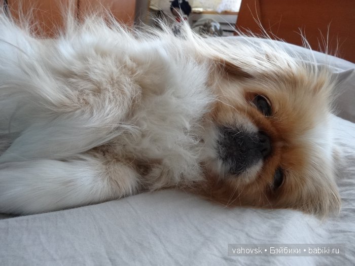 Крик души,или памяти моей собаки посвящаю