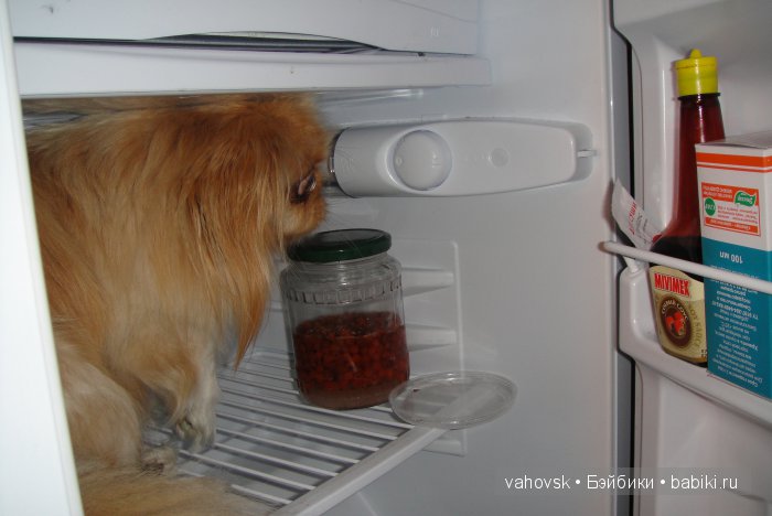 Крик души,или памяти моей собаки посвящаю