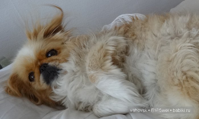 Крик души,или памяти моей собаки посвящаю