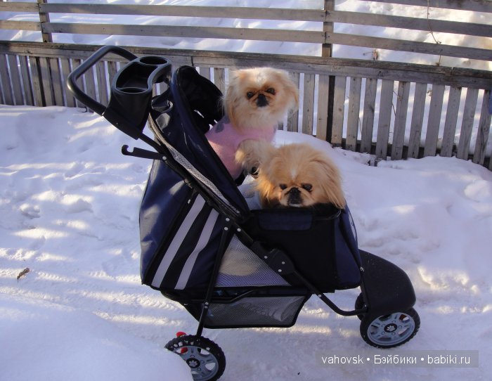 Крик души,или памяти моей собаки посвящаю