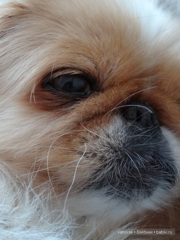 Крик души,или памяти моей собаки посвящаю