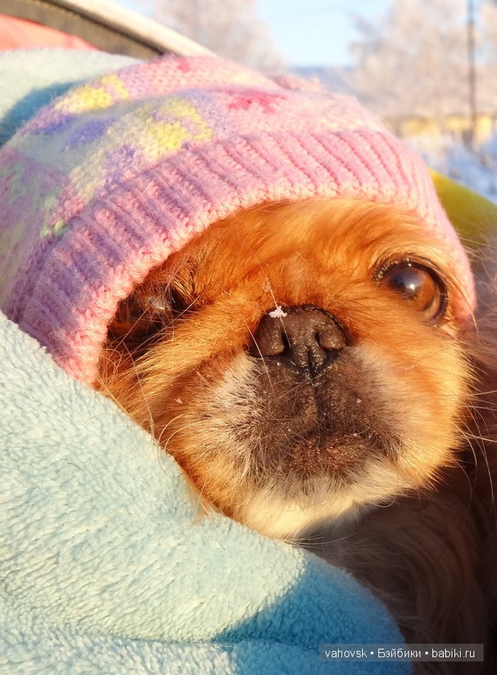 Крик души,или памяти моей собаки посвящаю