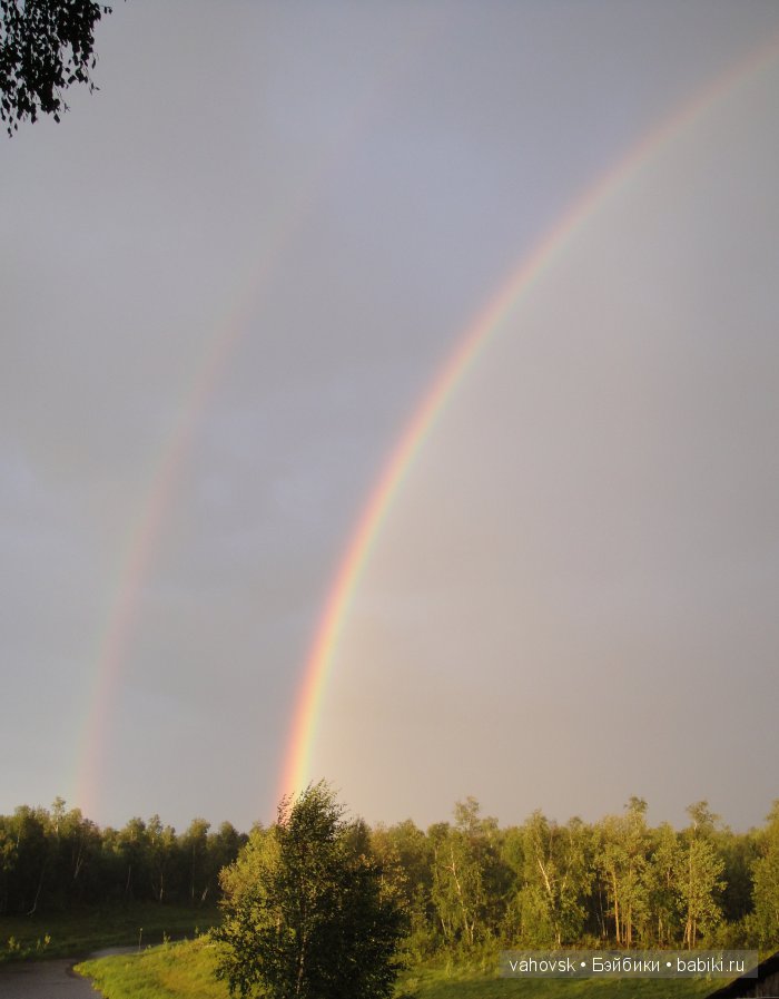 Крик души,или памяти моей собаки посвящаю