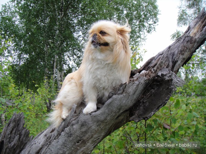 Крик души,или памяти моей собаки посвящаю