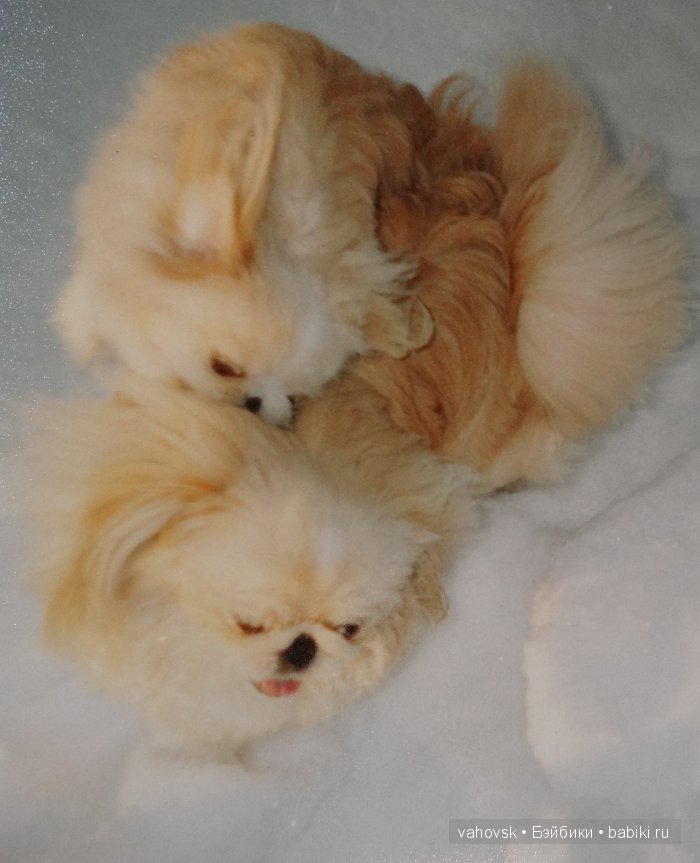 Крик души,или памяти моей собаки посвящаю (фото 4)