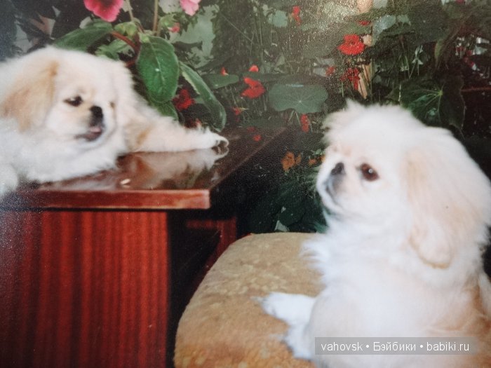 Крик души,или памяти моей собаки посвящаю (фото 3)