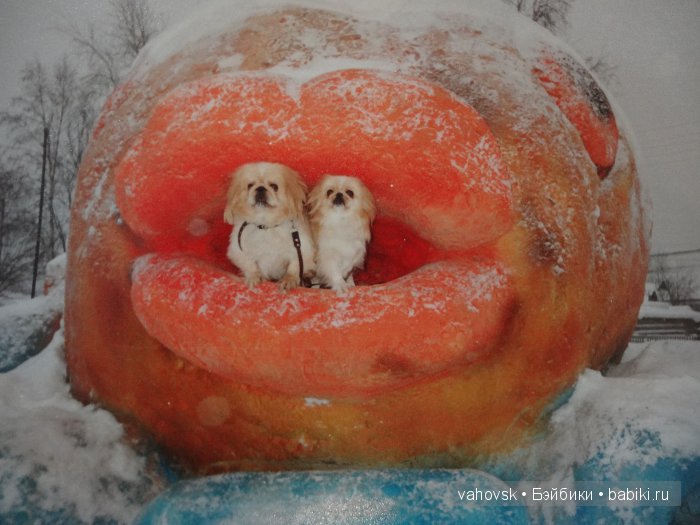 Крик души,или памяти моей собаки посвящаю