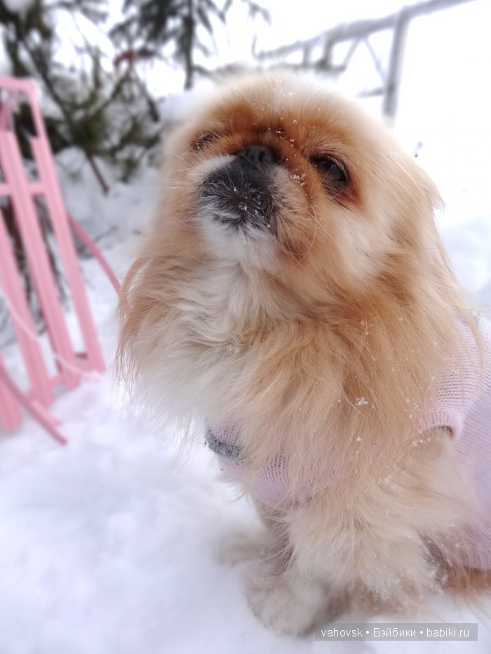 Крик души,или памяти моей собаки посвящаю