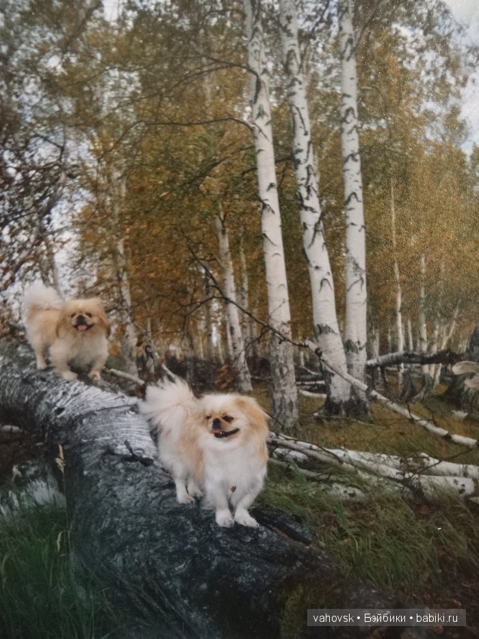 Крик души,или памяти моей собаки посвящаю