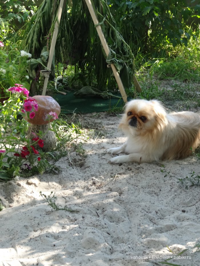 Крик души,или памяти моей собаки посвящаю