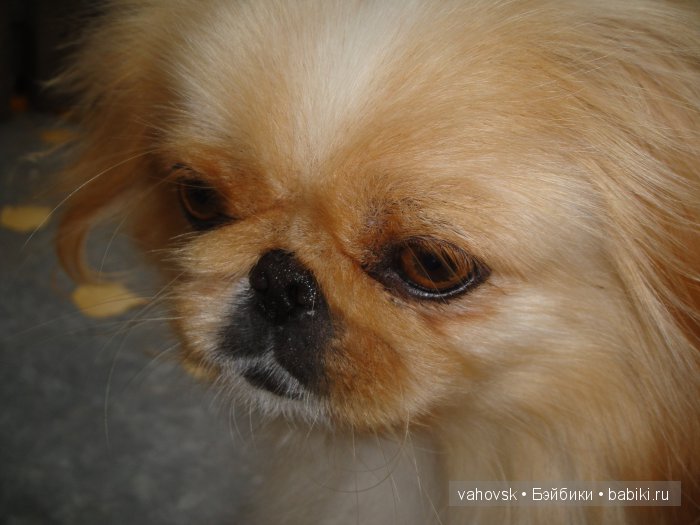 Крик души,или памяти моей собаки посвящаю