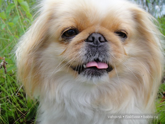 Крик души,или памяти моей собаки посвящаю