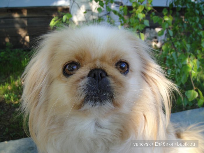 Крик души,или памяти моей собаки посвящаю