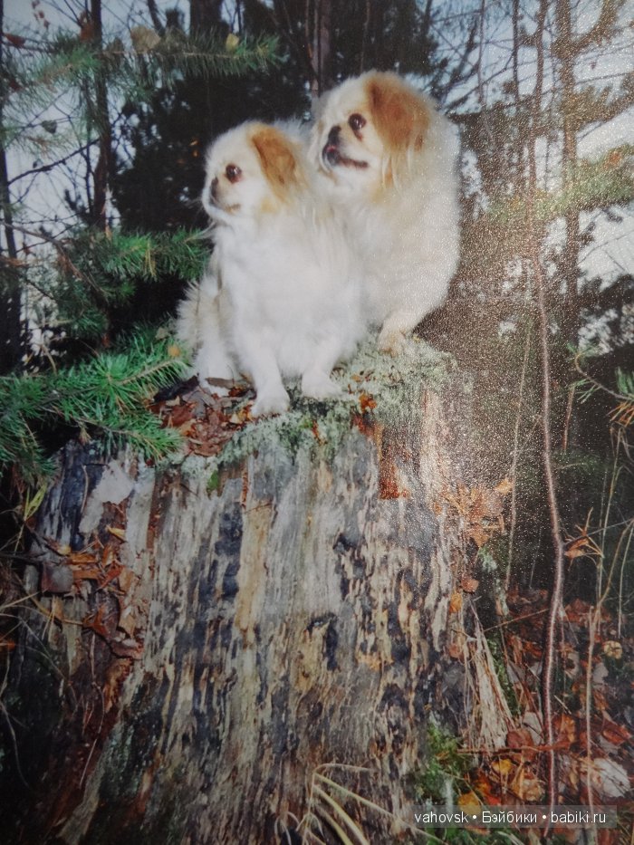 Крик души,или памяти моей собаки посвящаю (фото 7)