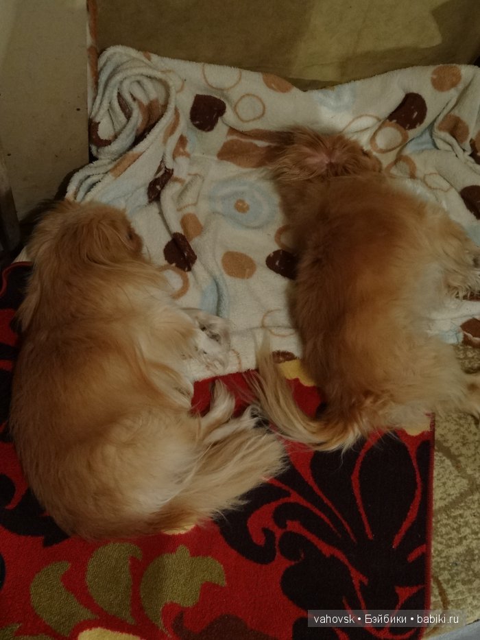 Крик души,или памяти моей собаки посвящаю