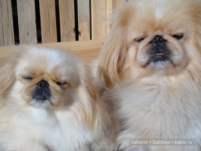 Крик души,или памяти моей собаки посвящаю