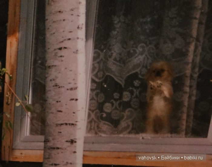 Крик души,или памяти моей собаки посвящаю