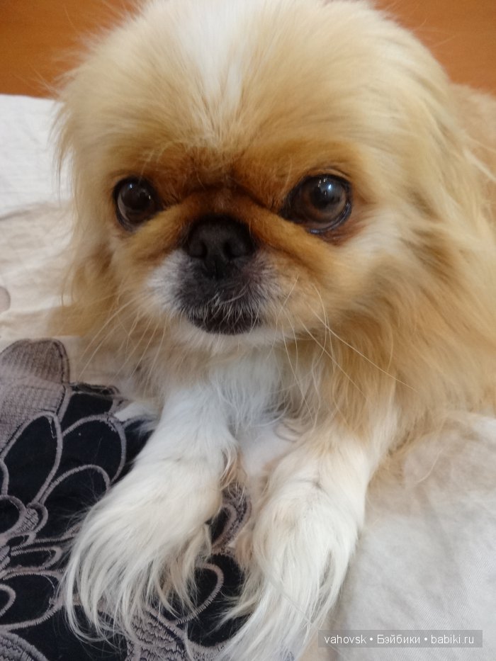 Крик души,или памяти моей собаки посвящаю