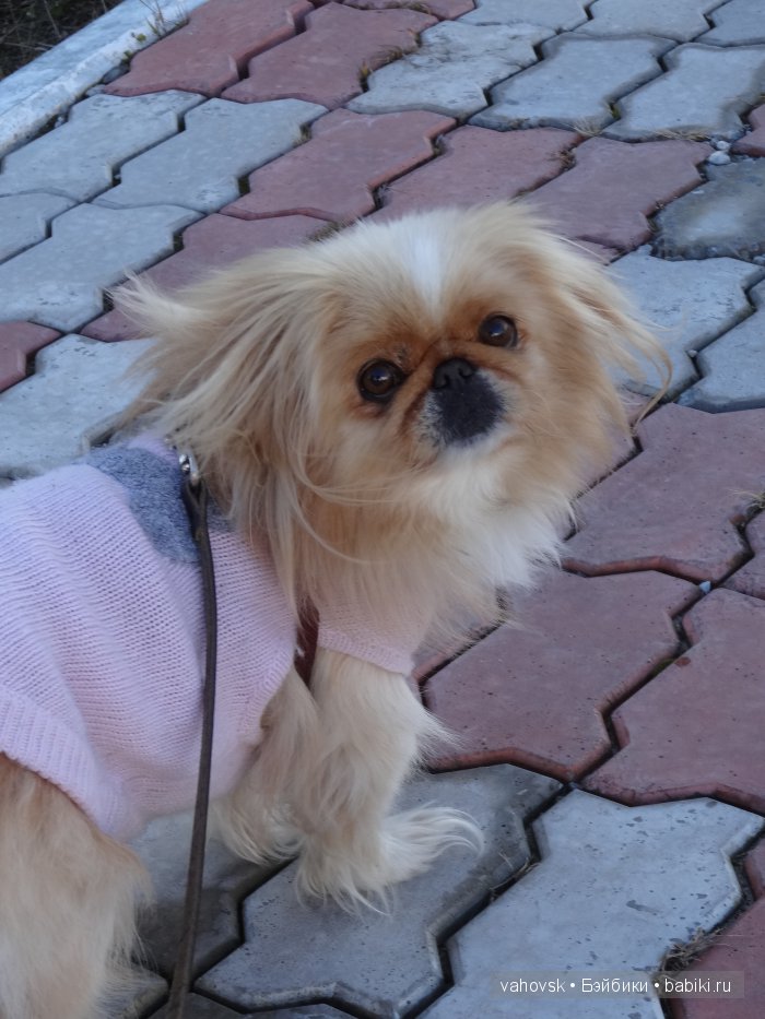 Крик души,или памяти моей собаки посвящаю