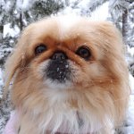 Крик души,или памяти моей собаки посвящаю...