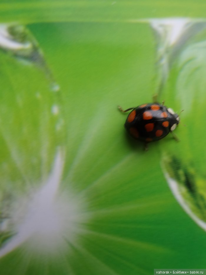 Алтайская сказка, или как мы с Катькой путешествовали! Часть первая