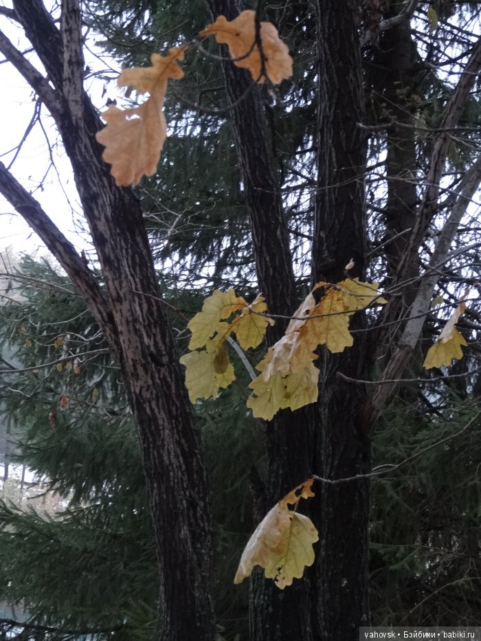 Алтайская сказка, или как мы с Катькой путешествовали! Часть первая