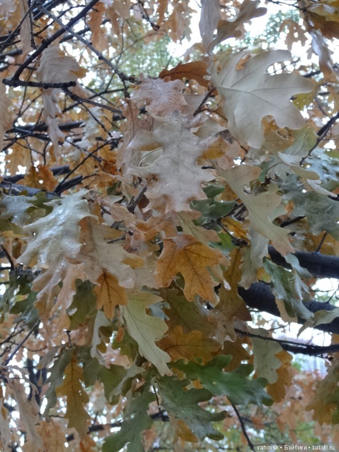 Алтайская сказка, или как мы с Катькой путешествовали! Часть первая