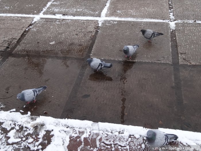 Алтайская сказка, или как мы с Катькой путешествовали! Часть первая