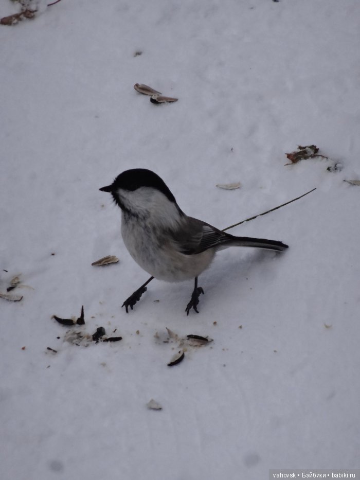 Алтайская сказка. Тропа в горы, терренкур №2-Старая Мельница. Часть 3