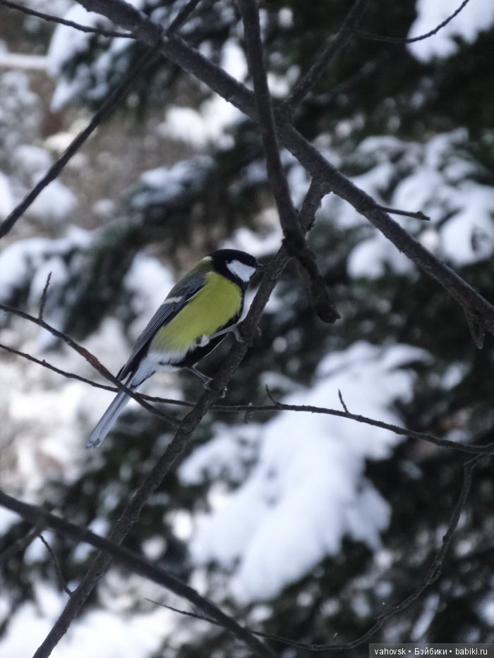 Алтайская сказка. Тропа в горы, терренкур №2-Старая Мельница. Часть 3
