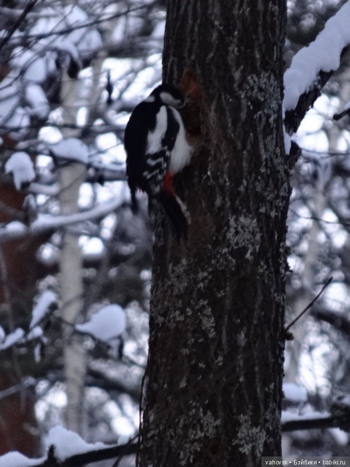 Алтайская сказка. Тропа в горы, терренкур №2-Старая Мельница. Часть 3