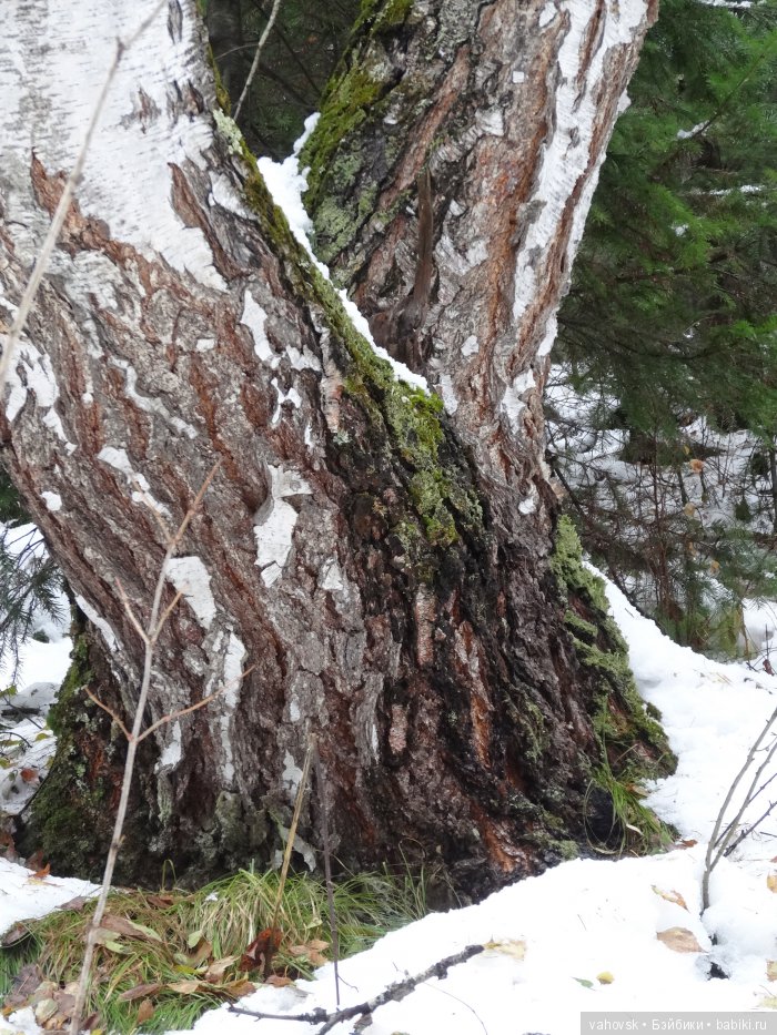 Алтайская сказка. Тропа в горы, терренкур №2-Старая Мельница. Часть 3