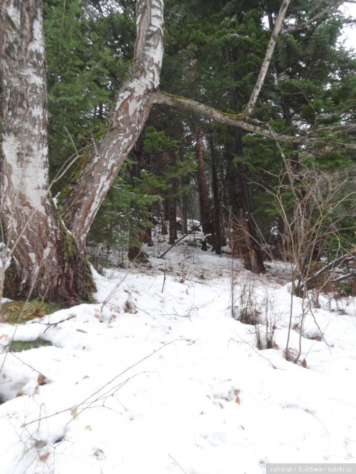Алтайская сказка. Тропа в горы, терренкур №2-Старая Мельница. Часть 3