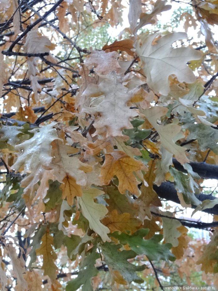 Алтайская сказка. Последняя гастроль. 4 часть