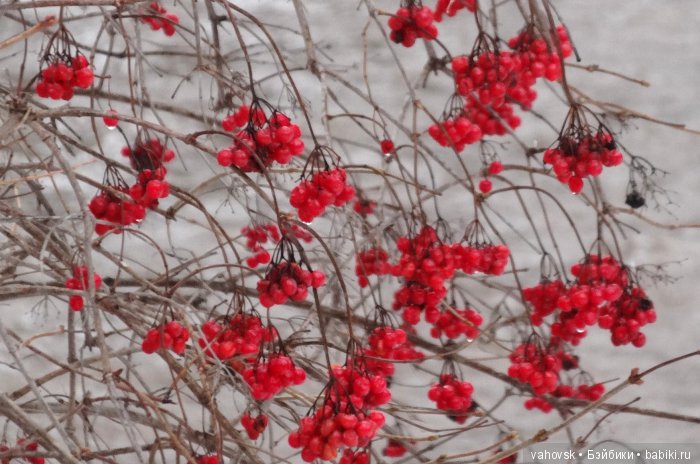 Алтайская сказка. Последняя гастроль. 4 часть (фото 9)