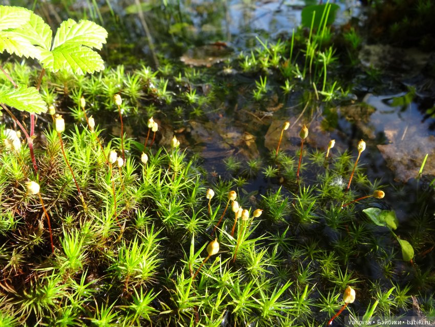 В гости к бабушке Яге! Часть первая. Куклы Хелен Киш (фото 3)