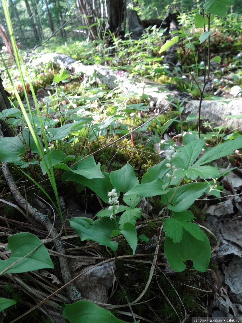 В гости к бабушке Яге! Часть первая. Куклы Хелен Киш (фото 2)